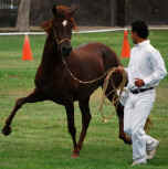 Peruvian Paso Halter Horse