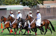 CCPCH Peruvian Horse Classic 2008