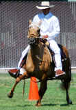 CCPHC Peruvian Horse Classic 2008
