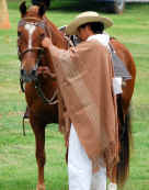 Peruvian Paso Horse and Rider Dressed for the Show Ring