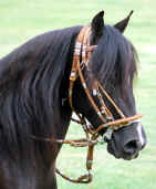 Peruvian Paso Horse Head Portrait