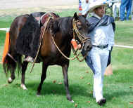 Peruvian Paso Horse Tacked and Show Ring Ready