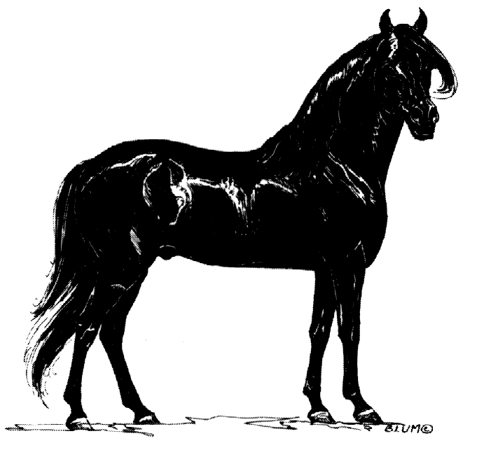 conformation sketch by Blum