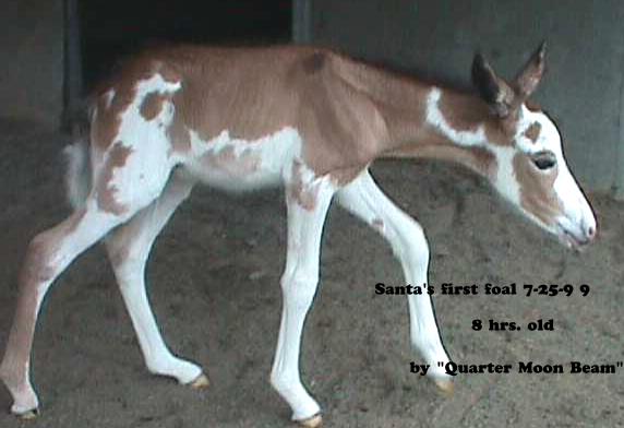 Santa's first foal 7/25/99