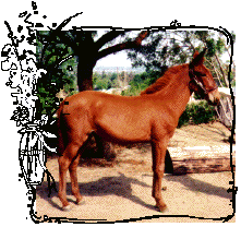 Lorrainna at 9 months